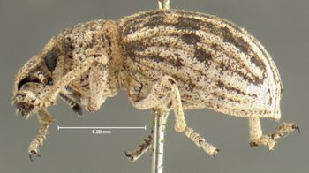 Media type: image;   Entomology 292 Aspect: habitus lateral view